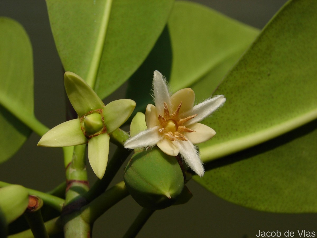 Rhizophora mucronata Poir.